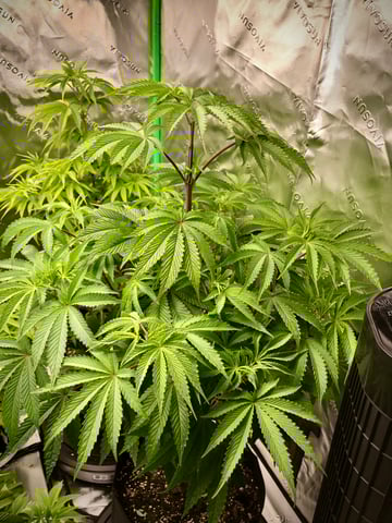 My First Home Grow  — flower, day 58