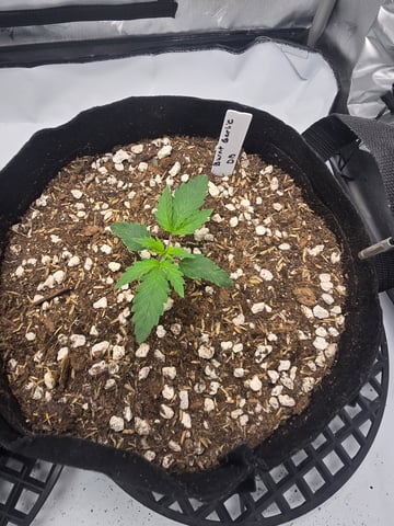 Dream beans burnt garlic — seedling_rooting, day 13