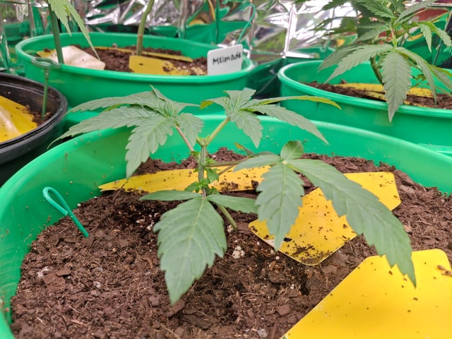 Astro cheese — seedling_rooting, day 26