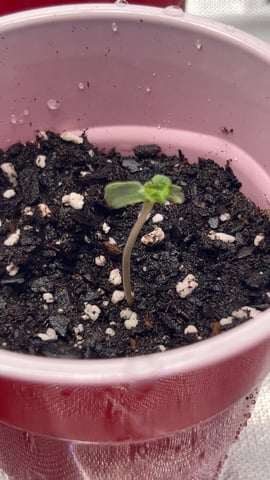 First Ever Grow GT — seedling_rooting, day 2