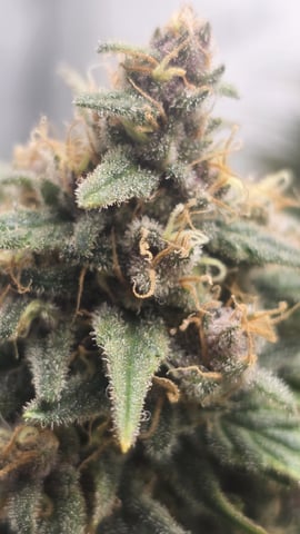 Original 1990 genetics  — harvest, day 119