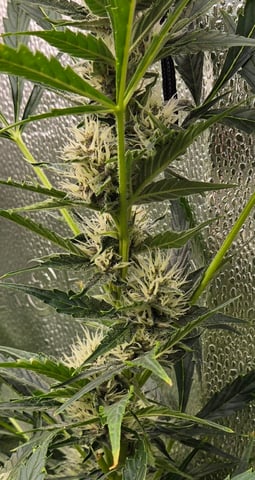 Spider-Farmer Hydro — flower, day 62