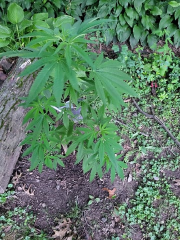 Bread — vegetative, day 9