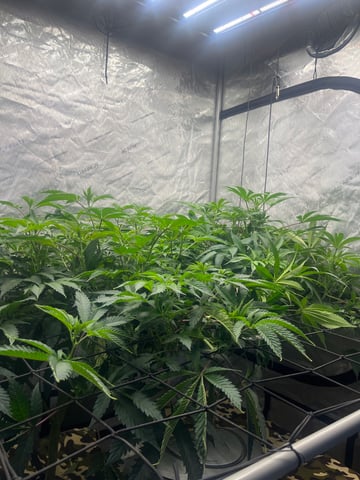 The Bling  — flower, day 74