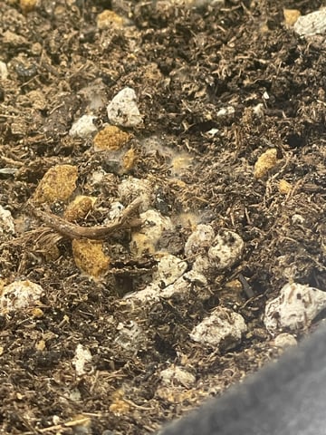 3x3 Grow — flower, day 13