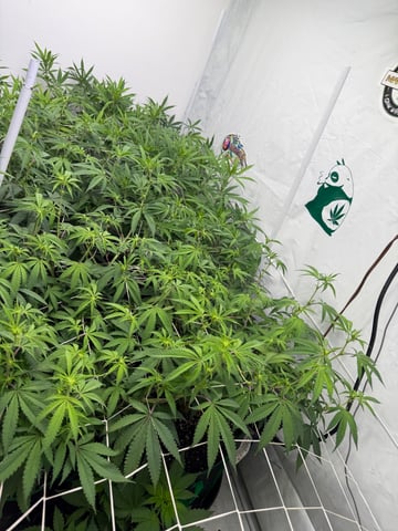 indoor tent  — flower, day 29