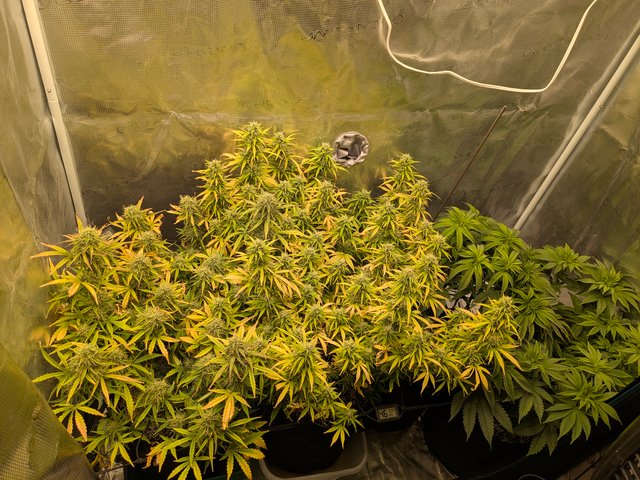 first grow — flower, day 60