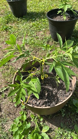 2026 Outdoor — vegetative, day 44