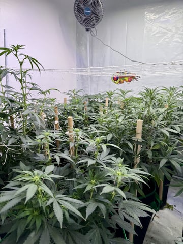 Indoor Grow  — flower, day 152