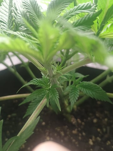 lil Slurry, first grow — flower, day 40
