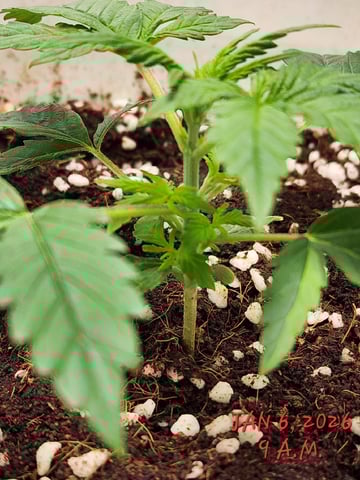 Dos Si Dos. Indica — vegetative, day 12