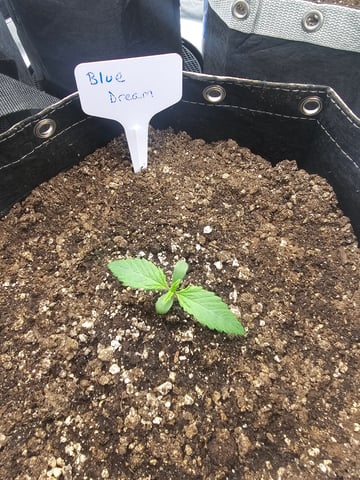 first grow — seedling_rooting, day 9