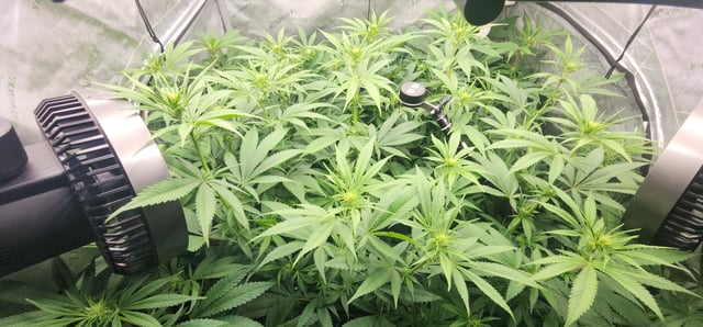 Foundational Legend — flower, day 139