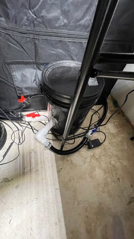 1st Ever Grow (Fat Bastard)(RDWC)  — vegetative, day 64