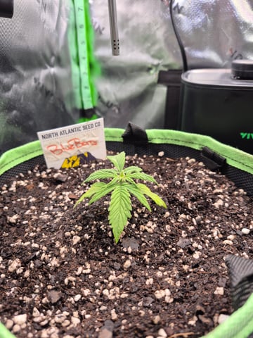 First "Auto" Grow — seedling_rooting, day 16