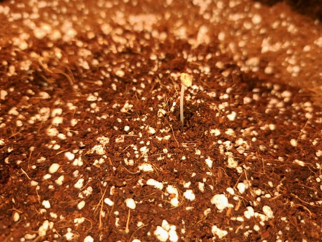 Pineapple Chunk/Runtz — seedling_rooting, day 8
