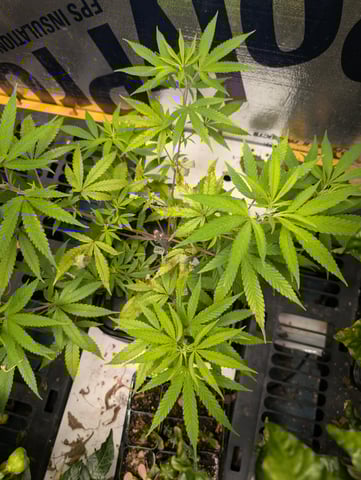 Black African Magic — vegetative, day 54