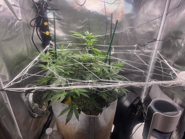 Looking for advice! — flower, day 56