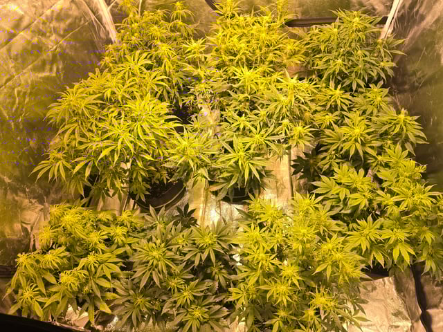 2nd Autoflower Indoor Grow — flower, day 49