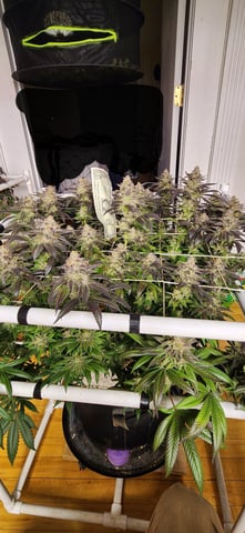 true genetics  — flower, day 92