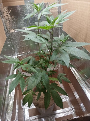 veve — vegetative, day 54