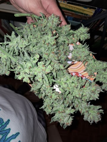 CARLO MARTELLO — harvest, day 88