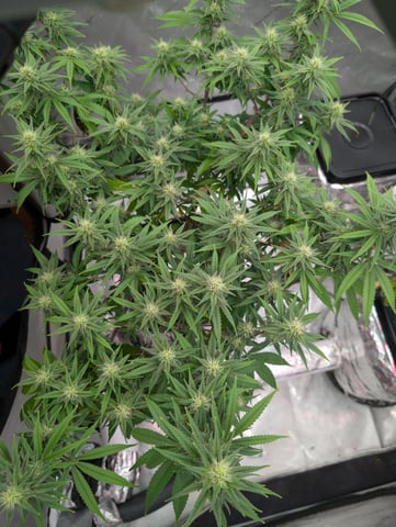 Black African Magic — flower, day 93