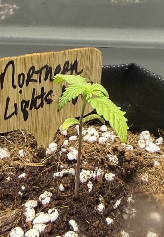 4 X 2  — seedling_rooting, day 15
