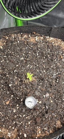 Mixed up Atlas Reserve — seedling_rooting, day 17