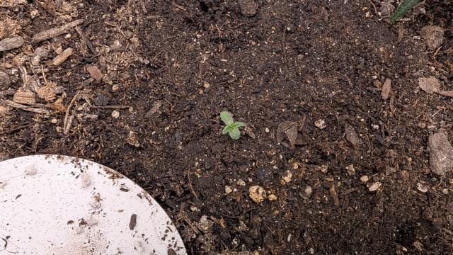 Mixed Grow — grow_setup, day 42