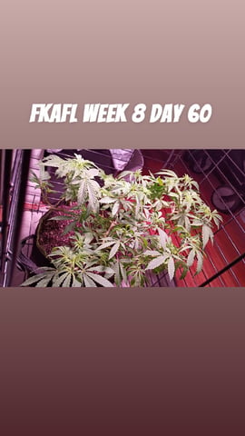 FKAFL — vegetative, day 52
