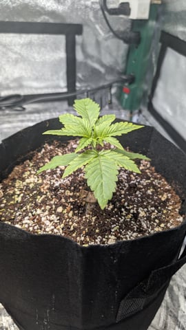 Grow 1 — seedling_rooting, day 20