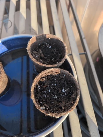 Galicane Fem — grow_setup, day 1