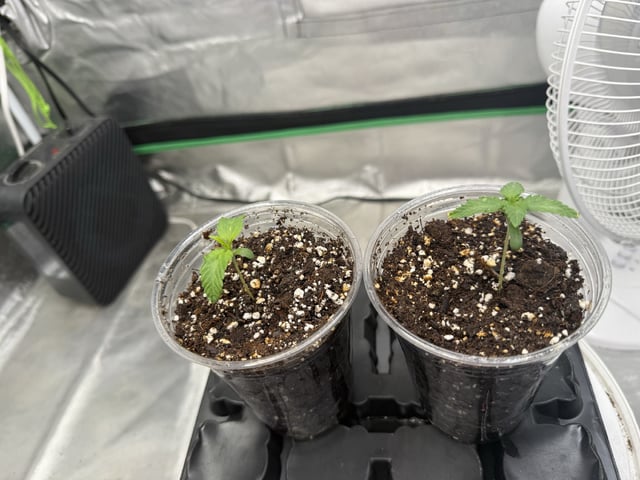 Late Season Start 
