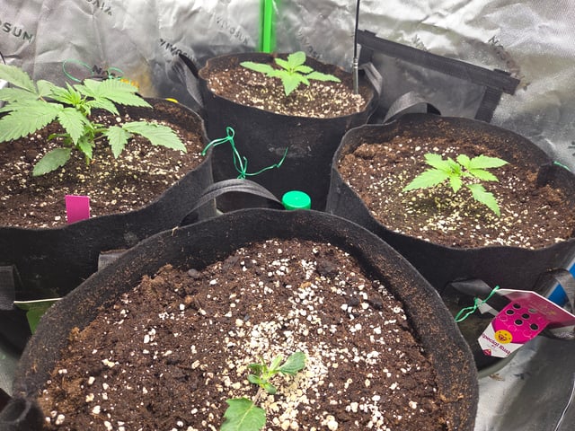 Special Kush#1 and Purple Queen Auto  — seedling_rooting, day 16