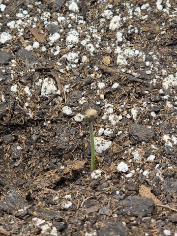 Pull my finger and Mowie Wowie — grow_setup, day 9