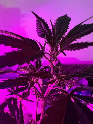 White Widow Auto — flower, day 92