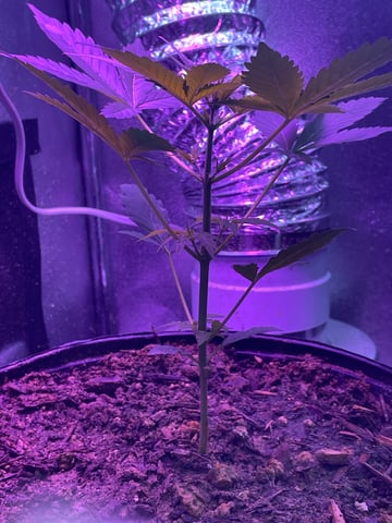 Grout — vegetative, day 6