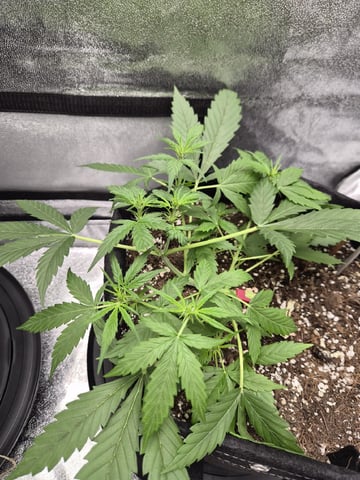 Kalini Asia Auto  — flower, day 52