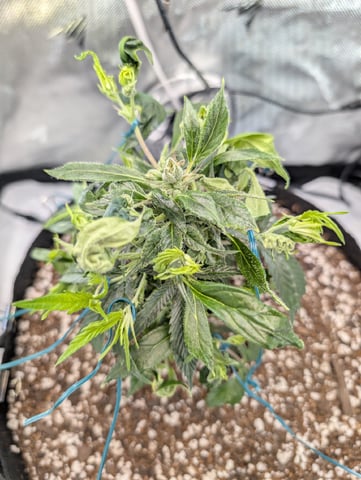 C99 CloneWars! — vegetative, day 6