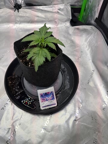first tent grow — seedling_rooting, day 22