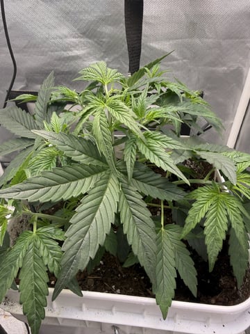 Key Lime Pie — vegetative, day 26