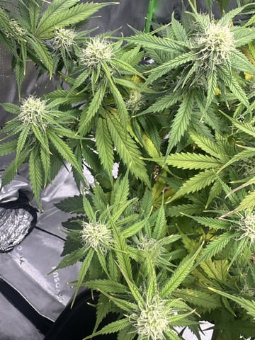 Pine (Auto) 2025 - 0 — flower, day 66