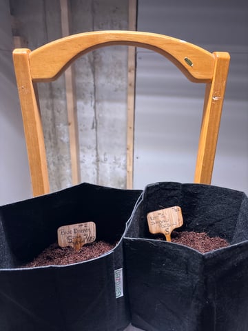 Round 1 — germination, day 2