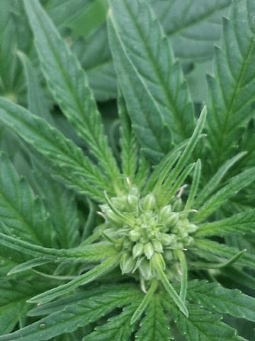 First Indoor Grow  — flower, day 50