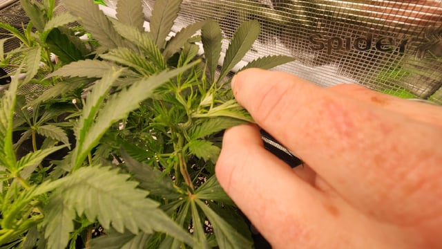 critical Michigan gelato  — vegetative, day 2