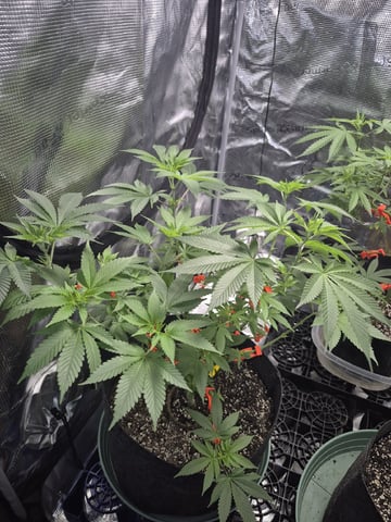 Grow 1 2026 Dream Widow — vegetative, day 75