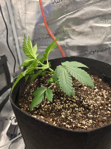 Northern lights #10 2nd plant (Selkies) — vegetative, day 20