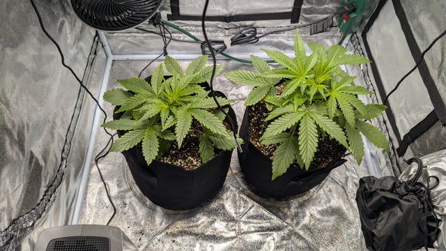 Grow 1 — vegetative, day 28