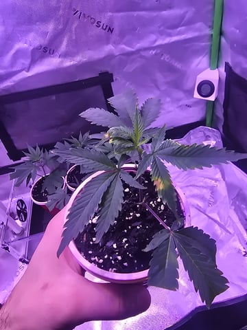 MOTHER ROOM — seedling_rooting, day 66